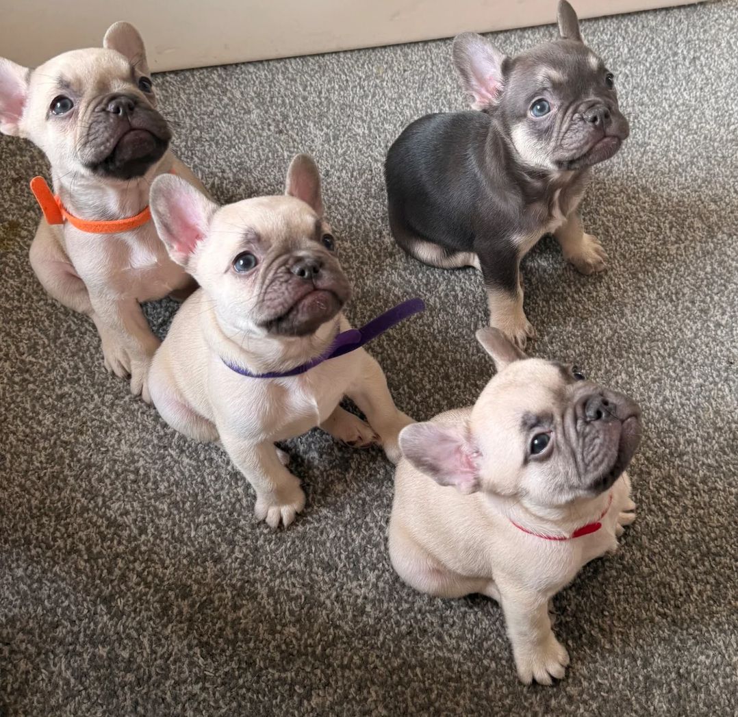 Französische Bulldoggen-Welpen suchen ein neues Zuhause
