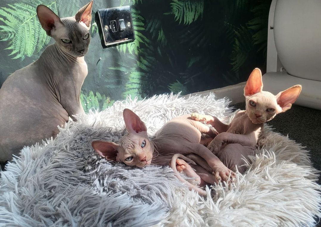 Sphynx-Kätzchen suchen ein neues Zuhause