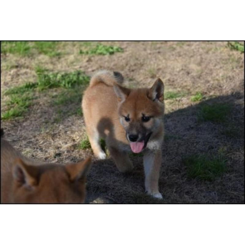 Shiba Inu welpen !!