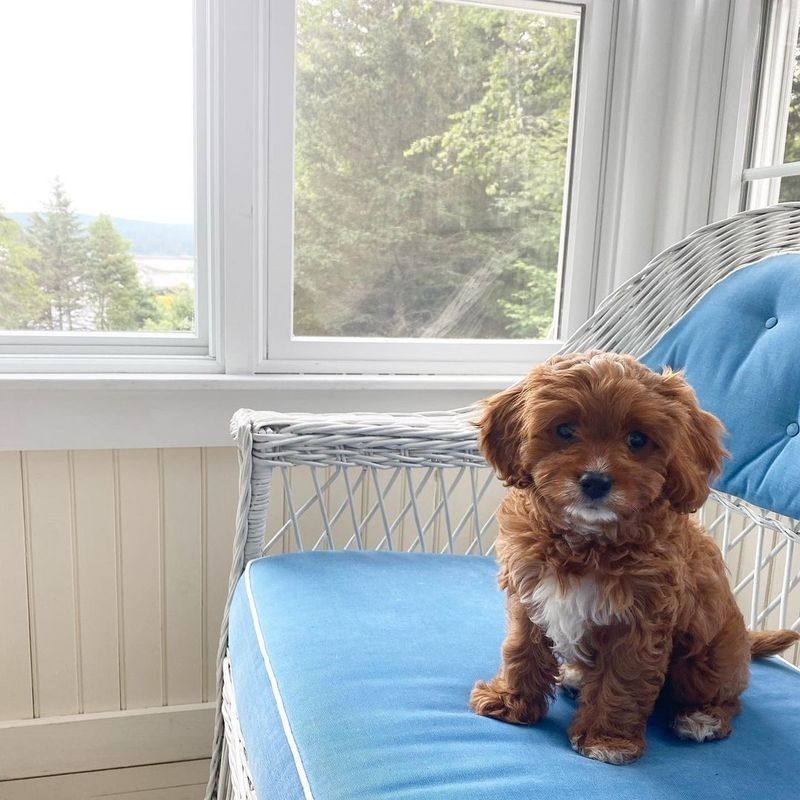 Cavapoo-Welpe sucht liebevolles Zuhause