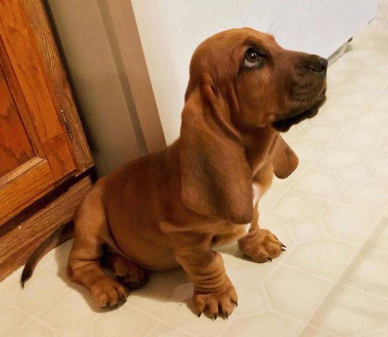 Basset-Hound-Welpe sucht liebevolles Zuhause