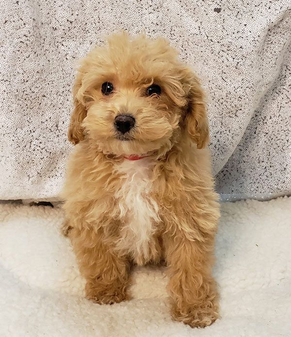 Bichonpoo-Welpe sucht liebevolles Zuhause
