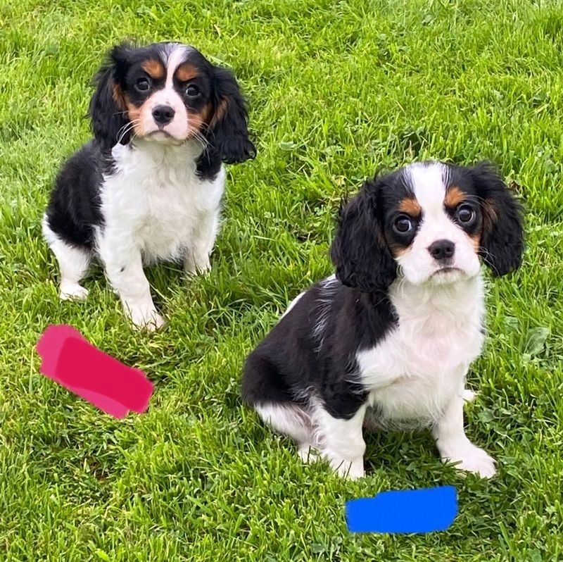 Cavalier King Charles Spaniel Welpe sucht liebevolles Zuhause
