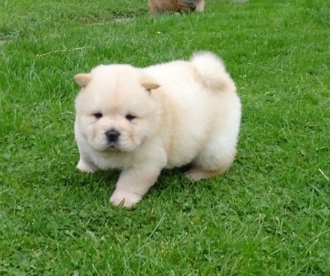 Chow-Chow-Welpe sucht liebevolles Zuhause