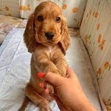 Cocker Spaniel Welpe sucht liebevolles Zuhause