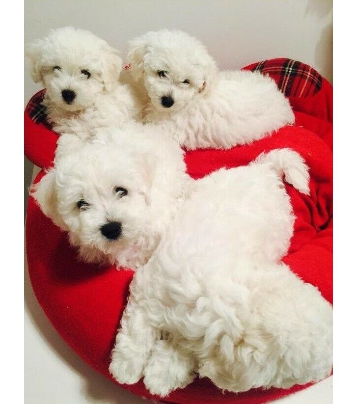 Bichon Frisé-Welpen ,,