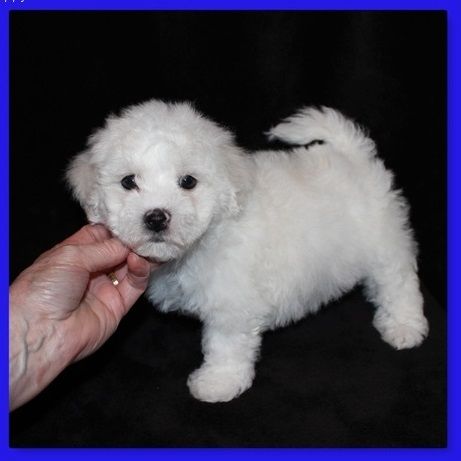 Entzückende Bichon Frisé-Welpen ,,