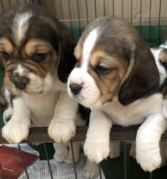 Beagle-Welpen