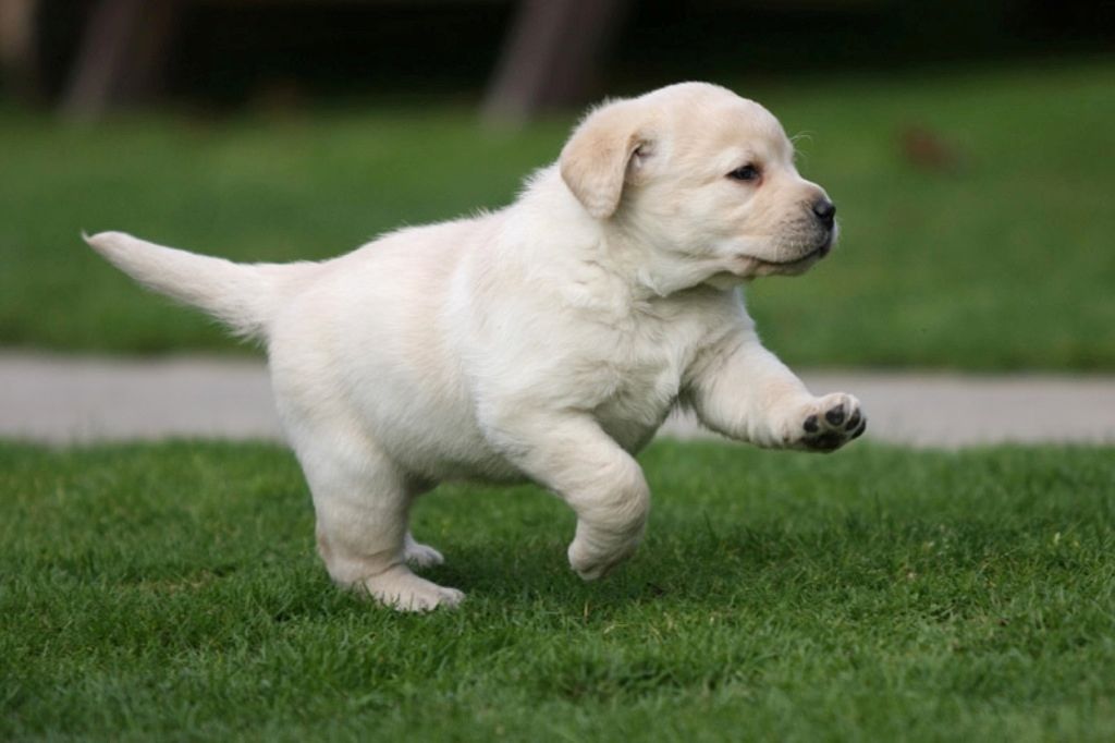 Labradorwelpen,,