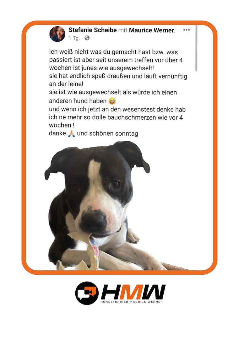 Professionelles Hundetraining – Persönlich oder auch via Video