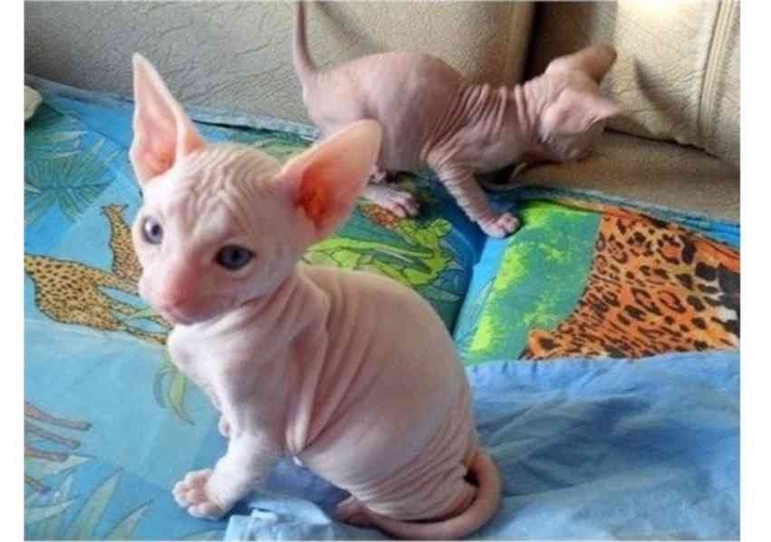 Sphynx-Kätzchen zur Adoption