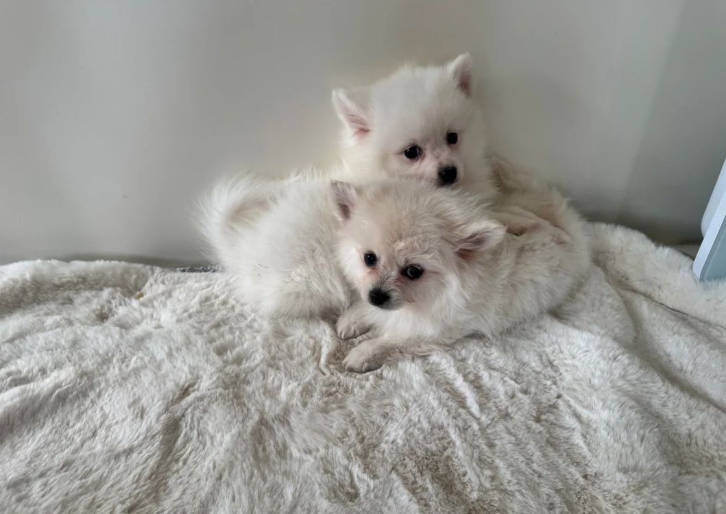 Zwergspitz-Welpen (Pomeranian) zu verkaufen