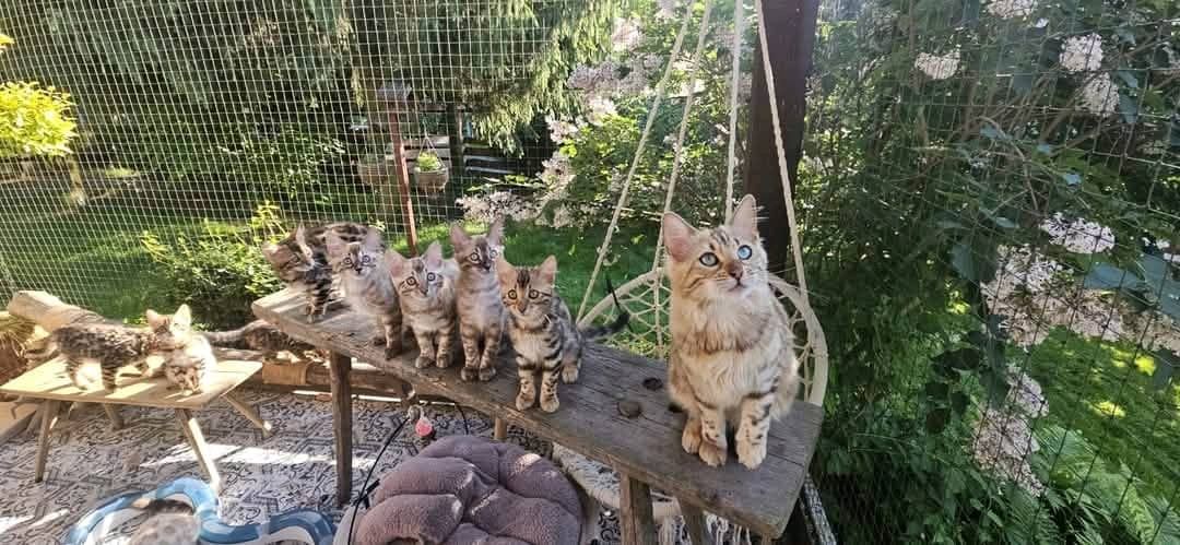 Bengalkätzchen bereit für ihr neues Zuhause