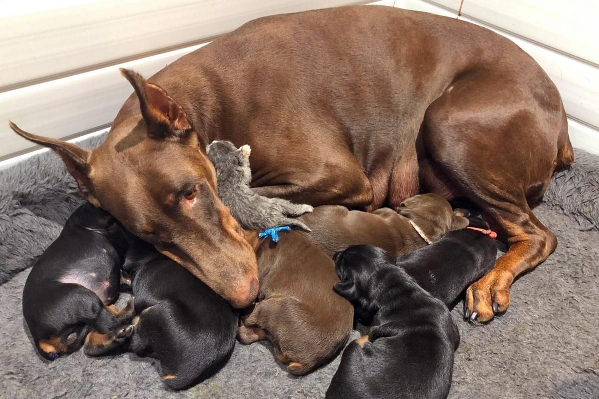 KC-registrierte Dobermann-Welpen zu verkaufen