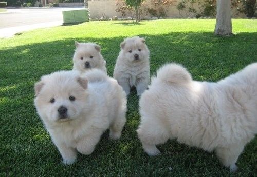 CHOW CHOW--Welpen- ,