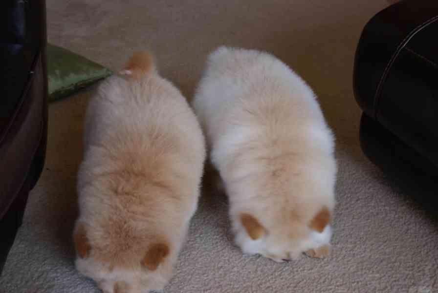 CHOW CHOW--Welpen-