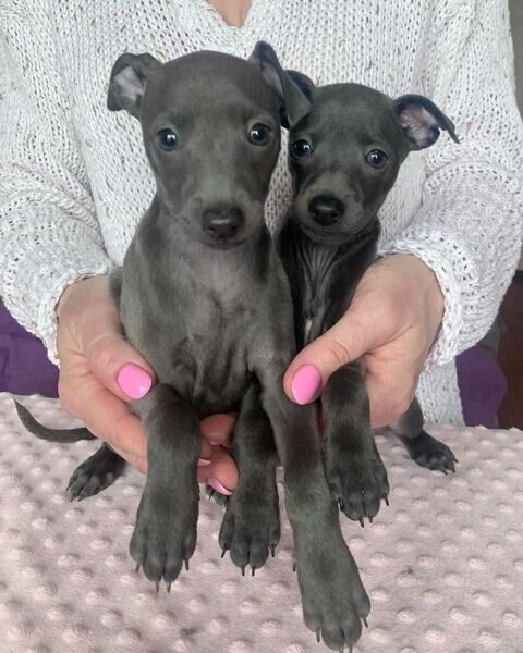 Greyhound-Welpen zu verkaufen