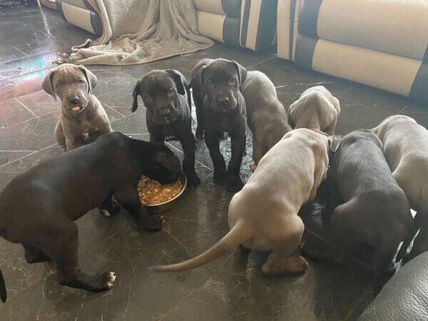 Deutsche Doggen-Welpen zu verkaufen