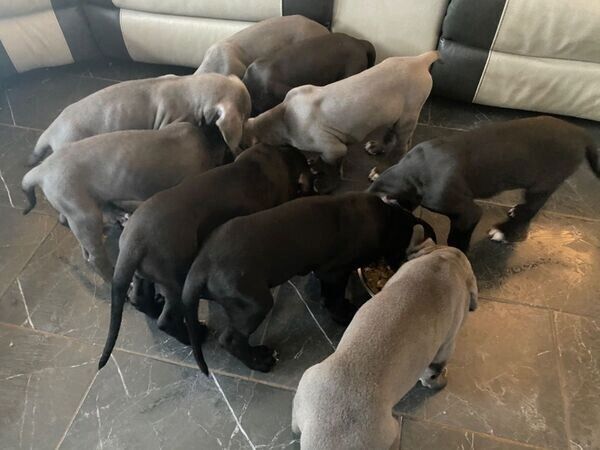 Deutsche Doggen-Welpen zu verkaufen