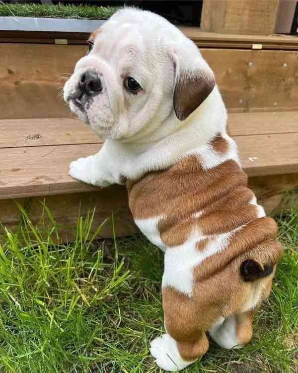 Englisch Bulldogge Welpen,,