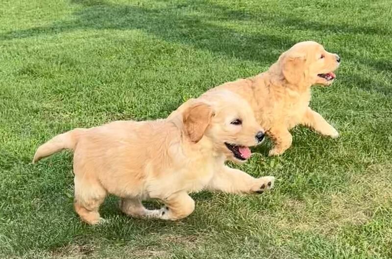Wunderschöne Golden Retriever,.,