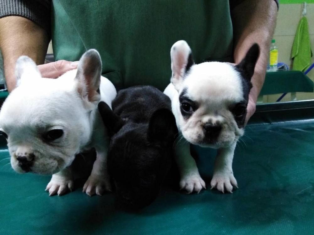 Französische Bulldoggenwelpen,,