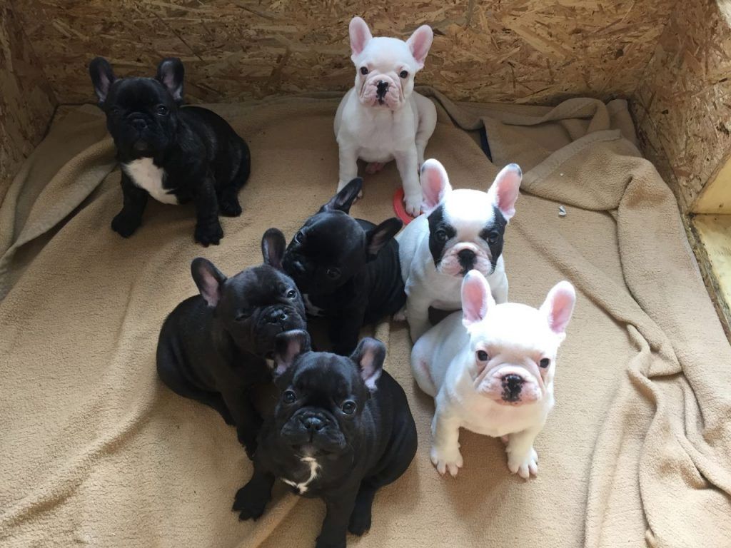 Französische Bulldoggenwelpen!!!