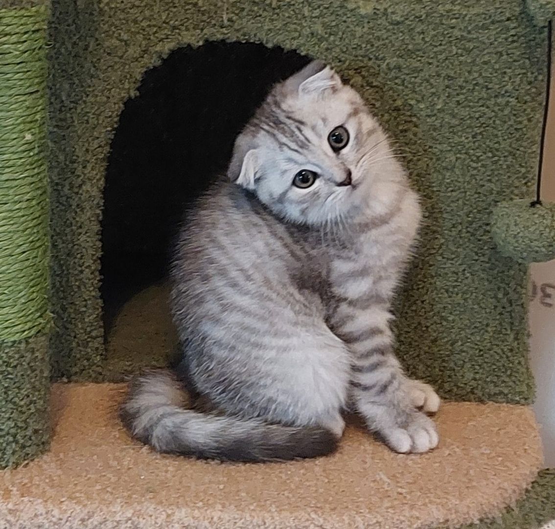 2 BKH / Scottish Fold Kater suchen liebevolles Zuhause ❤️