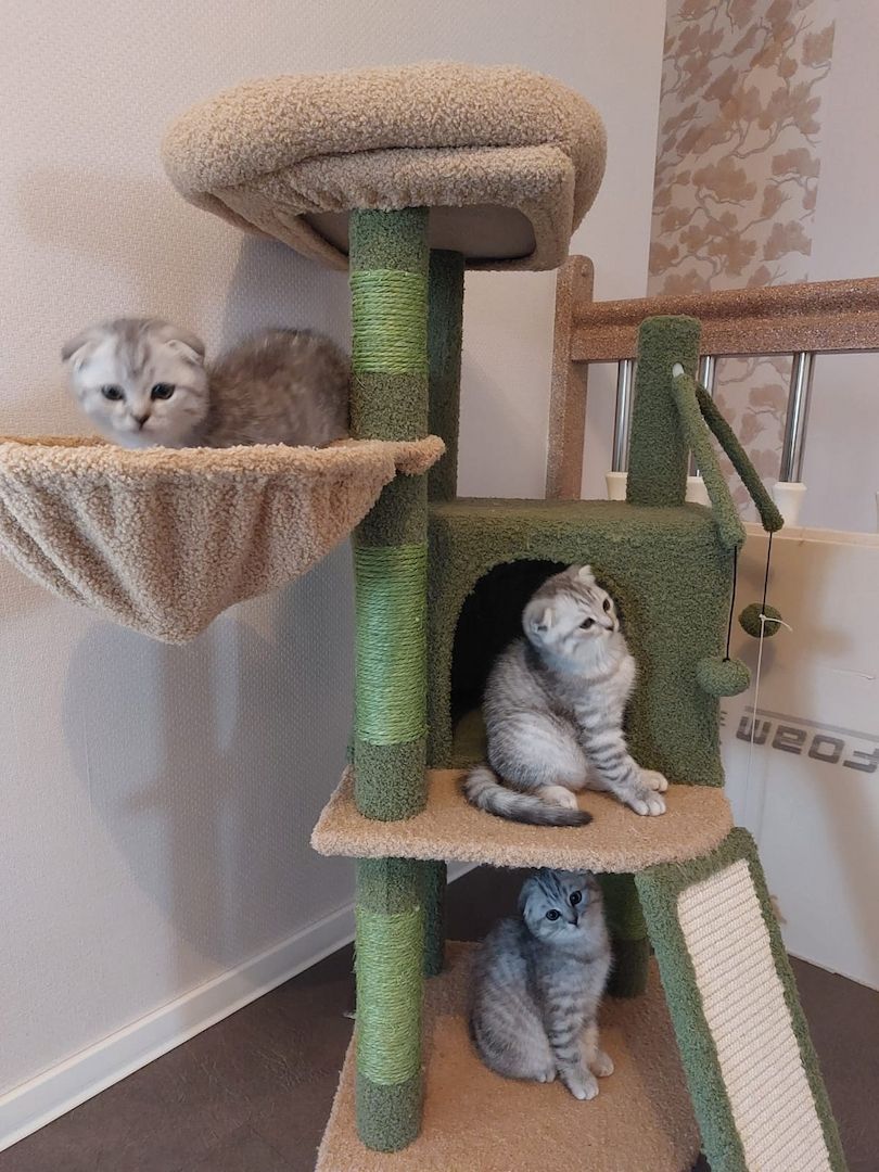 2 BKH / Scottish Fold Kater suchen liebevolles Zuhause ❤️