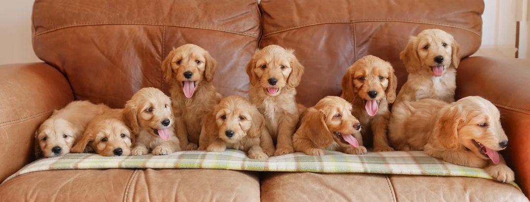 Miniature-Goldendoodle-Welpen zu verkaufen.