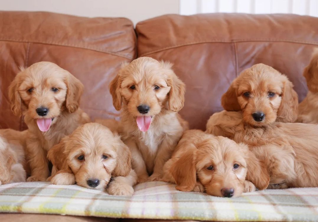 Miniature-Goldendoodle-Welpen zu verkaufen.