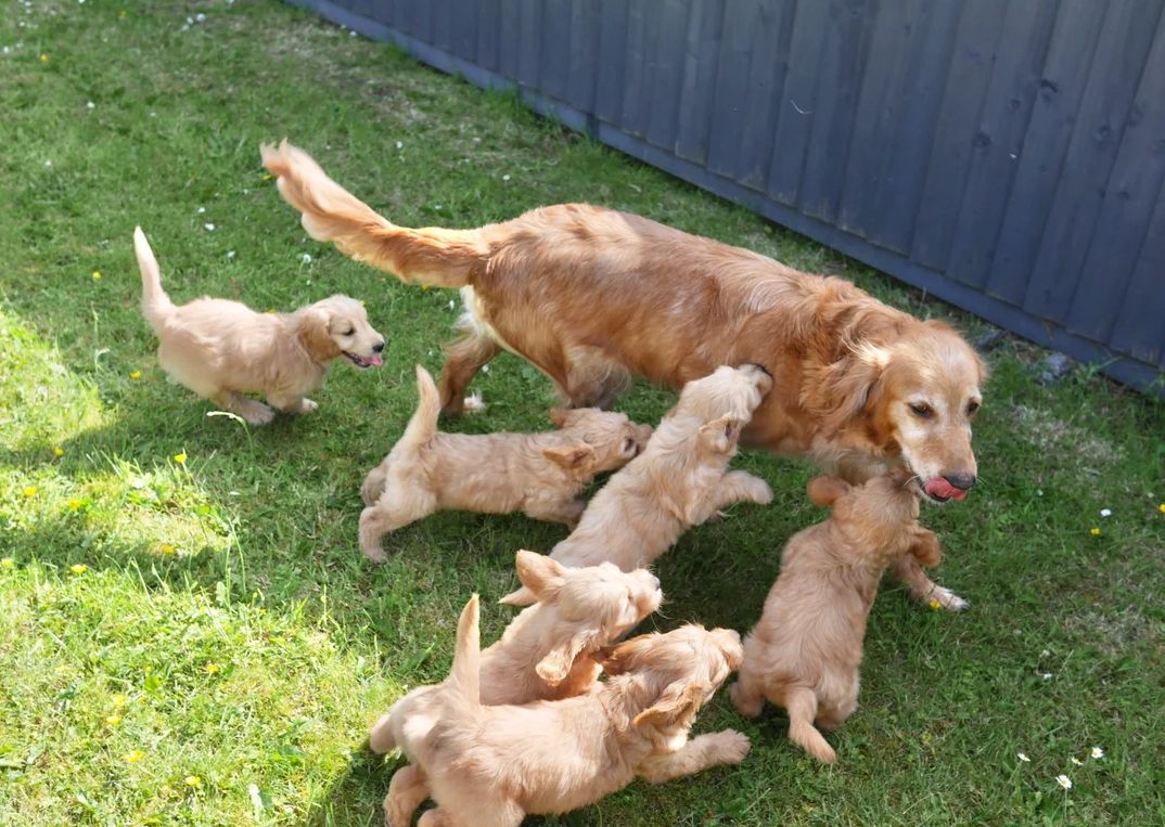 Miniature-Goldendoodle-Welpen zu verkaufen.