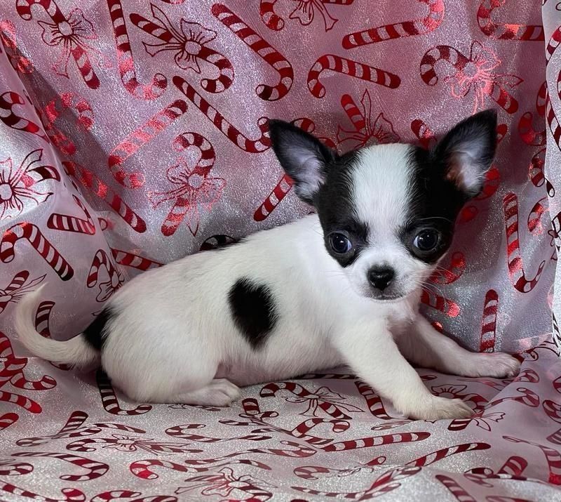 süße MINI chihuahua welpen mit Papieren ,,