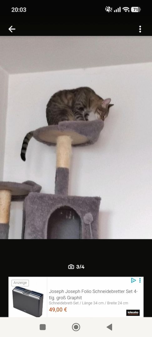 BKH Brüder Braun Grau Idefix & Benchy 1 Jahr & 6 Monate alt suchen ein liebes volles warmes Zuhause
