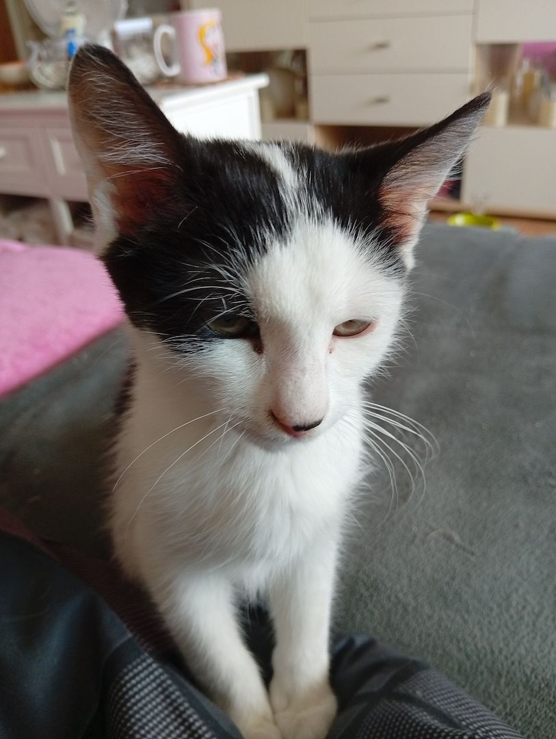 BKH Kitten Kätzchen Lucy 17 Wochen alt sucht ein liebes volles warmes Zuhause