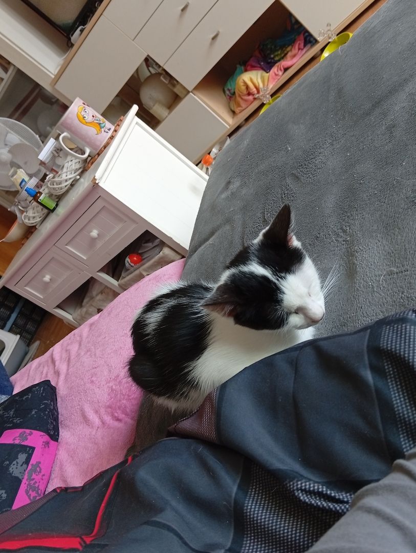BKH Kitten Kätzchen Lucy 17 Wochen alt sucht ein liebes volles warmes Zuhause