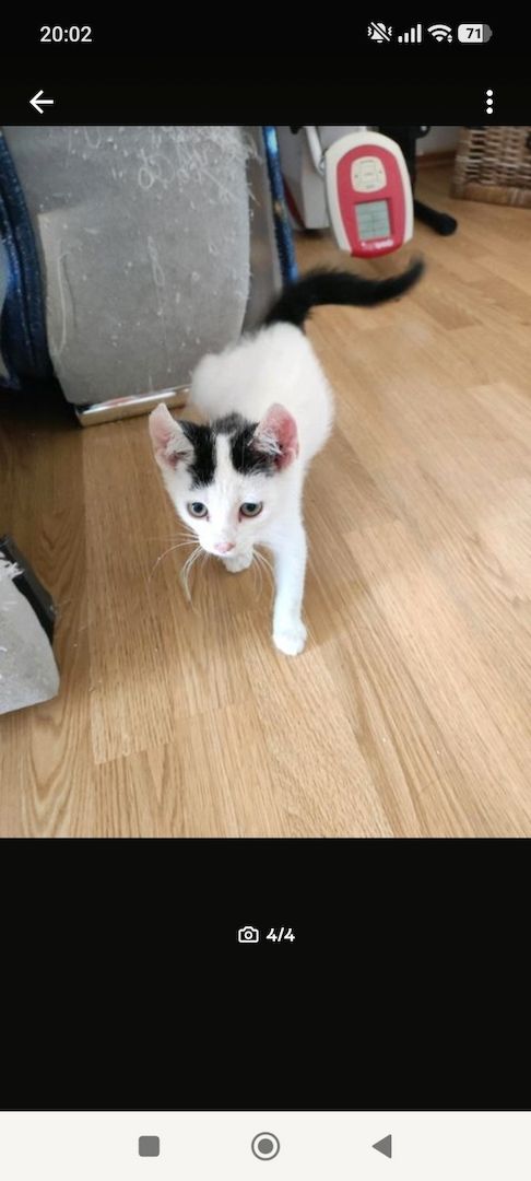 BKH Kitten Kätzchen Lucy 17 Wochen alt sucht ein liebes volles warmes Zuhause