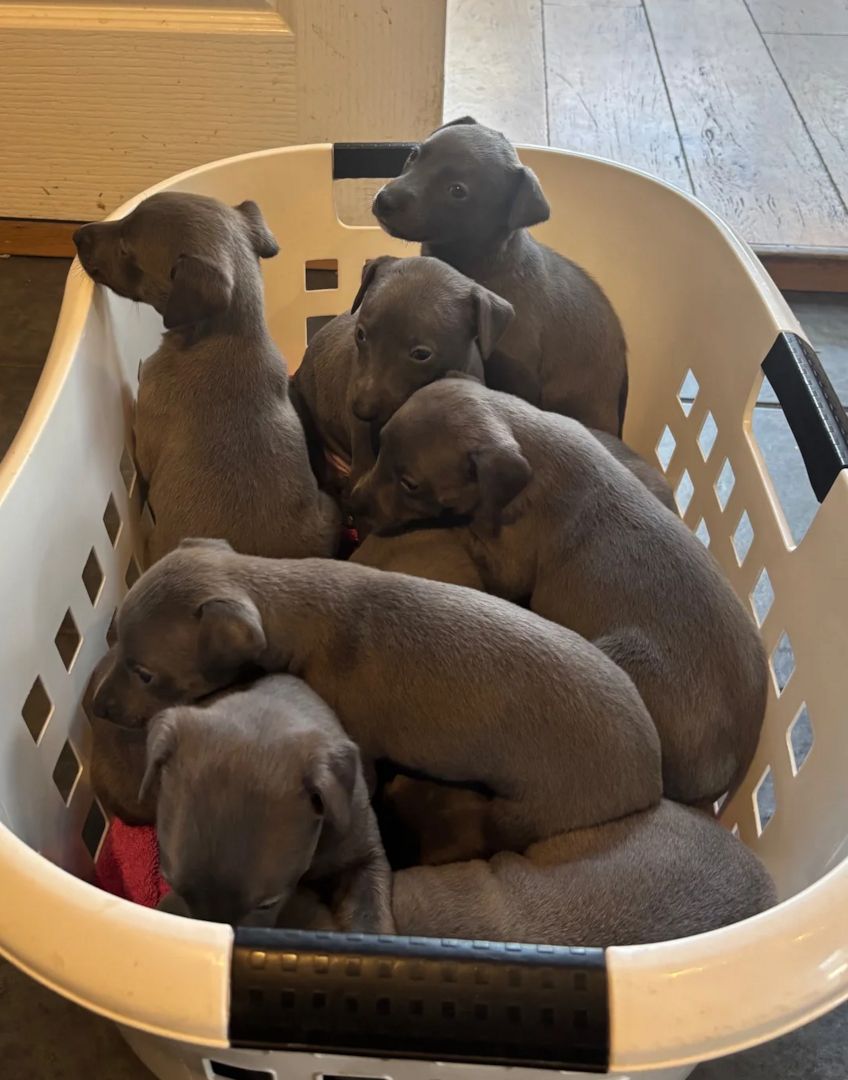 Whippet-Welpen zu verkaufen.
