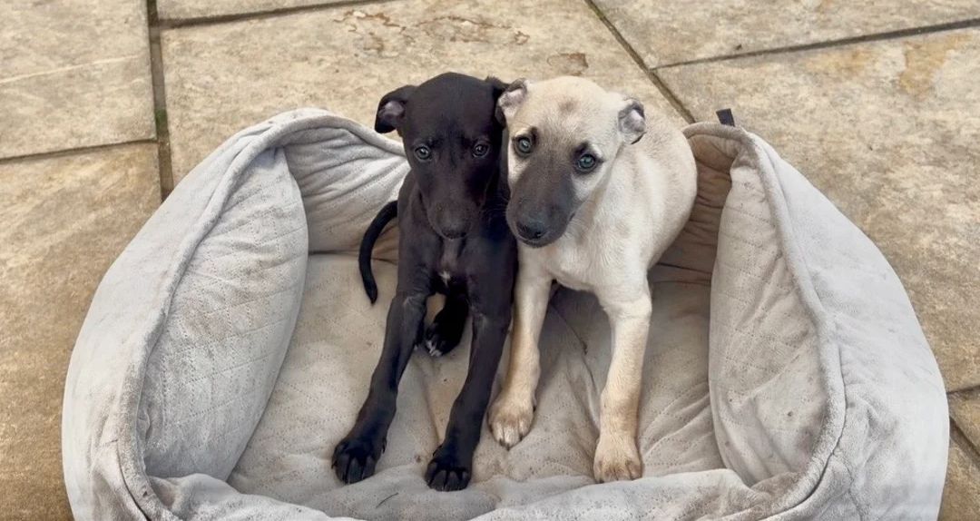 Whippet-Welpen zu verkaufen.