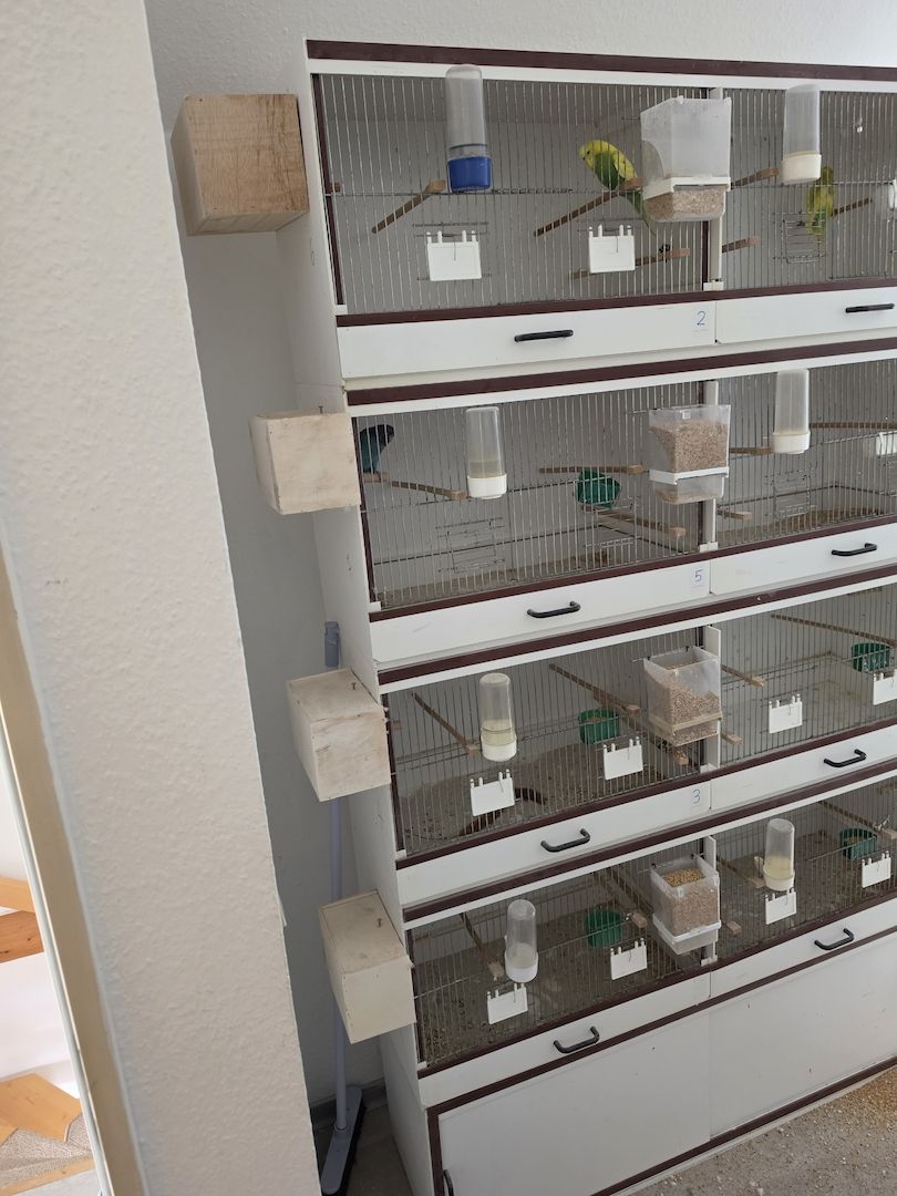 Zuchboxen Wellensittiche Kanarien