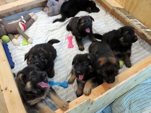 Deutscher Schäferhund welpen suchen neues Zuhause,,