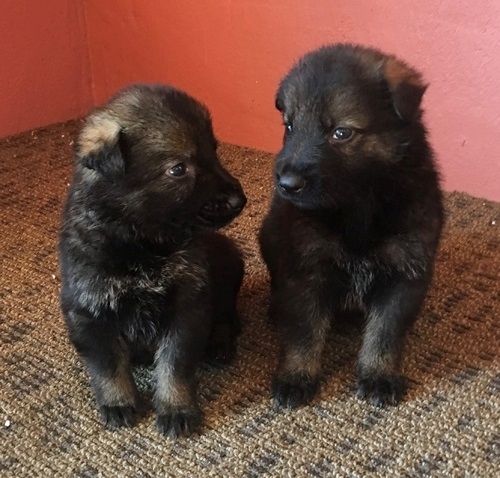 Deutscher Schäferhund welpen suchen neues Zuhause!!
