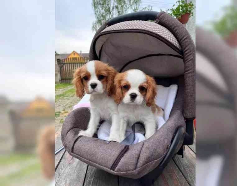 Cavalier King Charles Spaniel welpen..