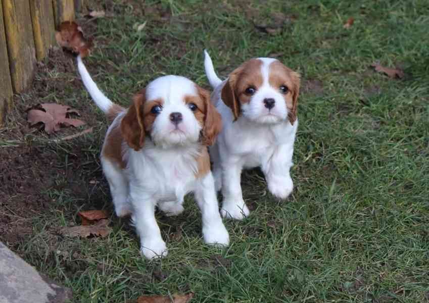 Cavalier King Charles Spaniel welpen!!