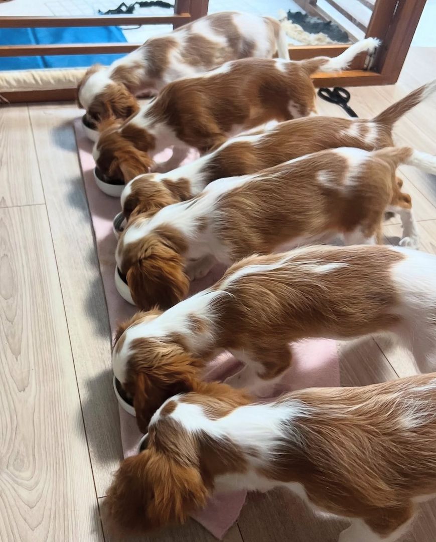 Cavalier King Charles Spaniel welpen,..
