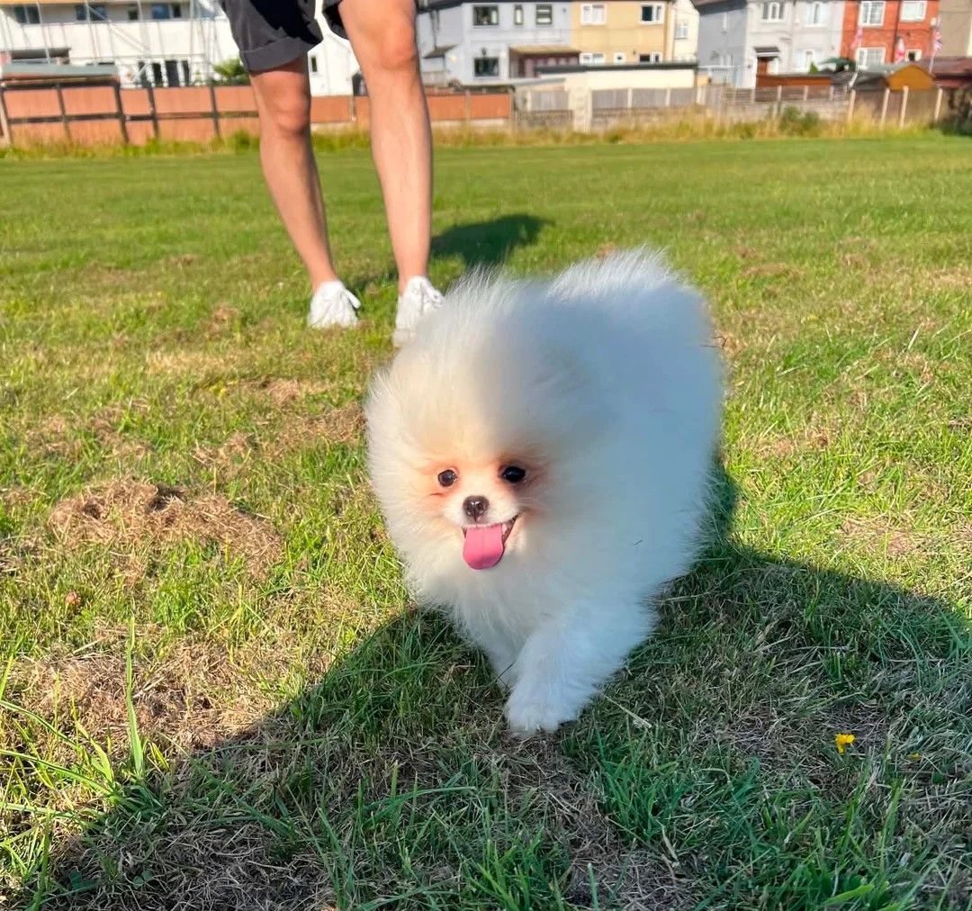 Süßer Zwergspitz-Welpe (Pomeranian) zu verkaufen