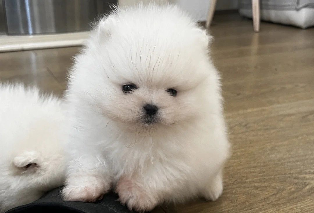 Süßer Zwergspitz-Welpe (Pomeranian) zu verkaufen