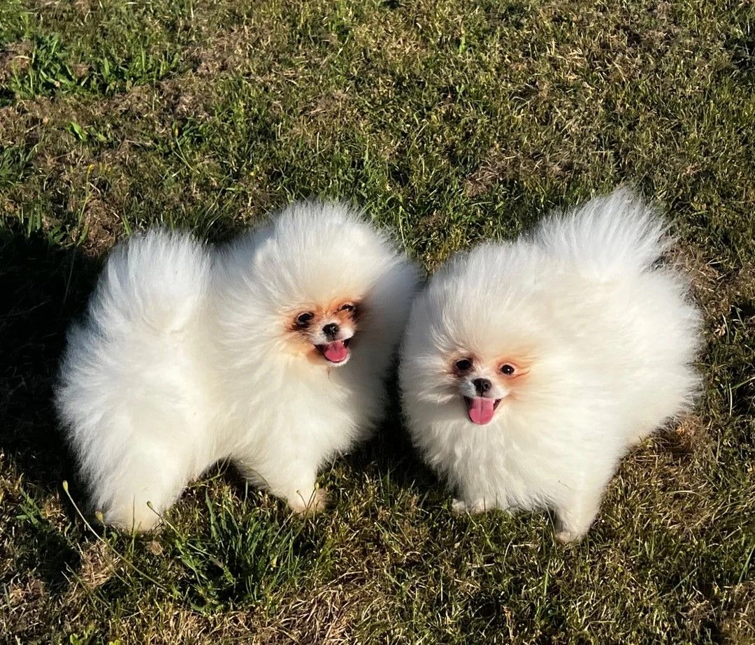 Süßer Zwergspitz-Welpe (Pomeranian) zu verkaufen