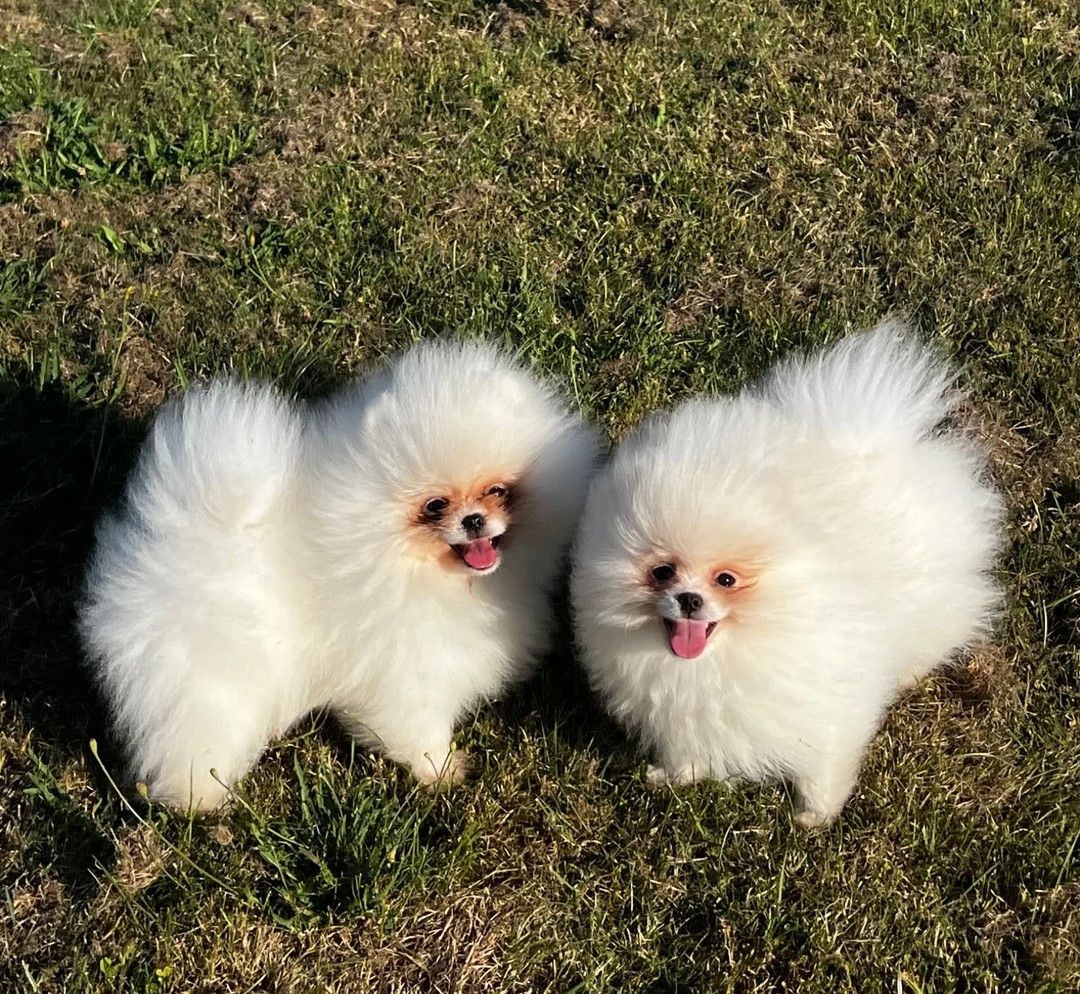 Süßer Zwergspitz-Welpe (Pomeranian) zu verkaufen