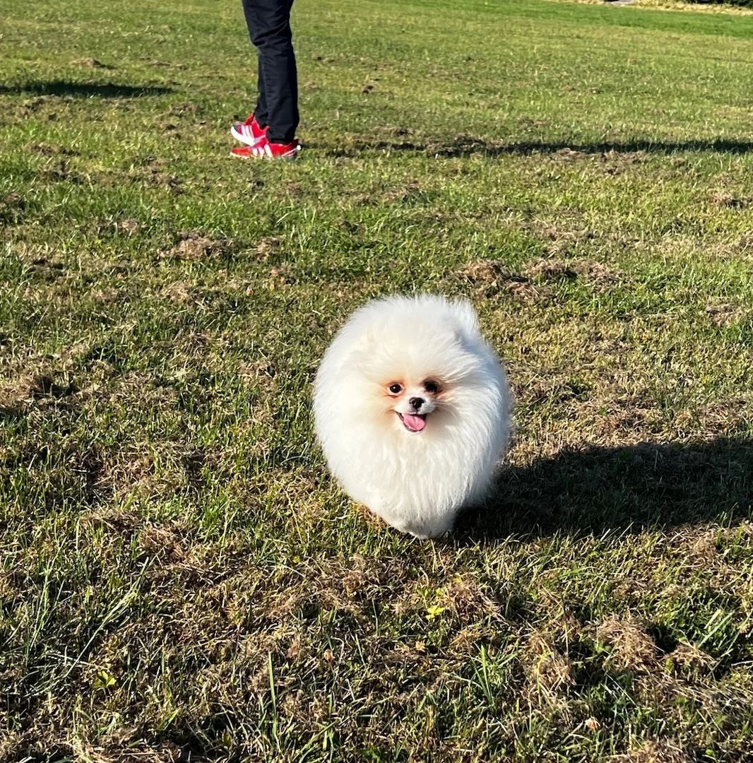Süßer Zwergspitz-Welpe (Pomeranian) zu verkaufen